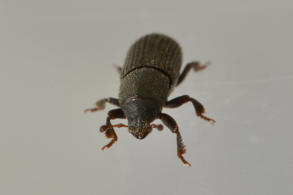 Scolytidae: Hylastes cfr. linearis